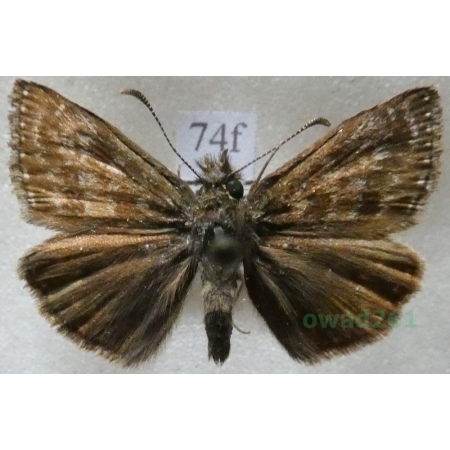 Erynnis tages (Linnaeus, 1758) Powszelatek brunatek Czech74f